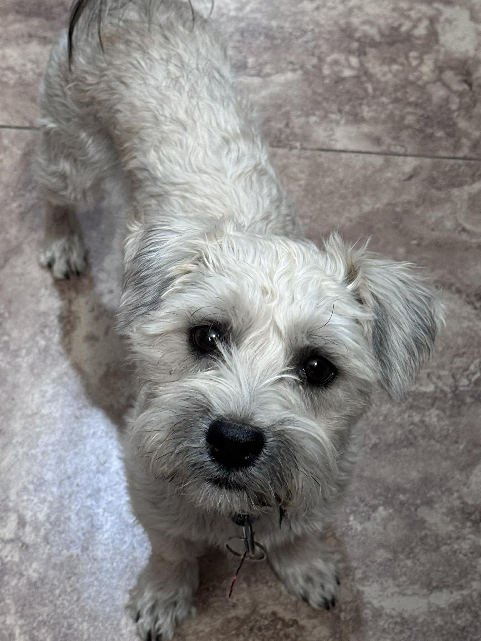 Enlarge Cream, an adopted mixed breed in San Tan Valley, AZ image 1/1
