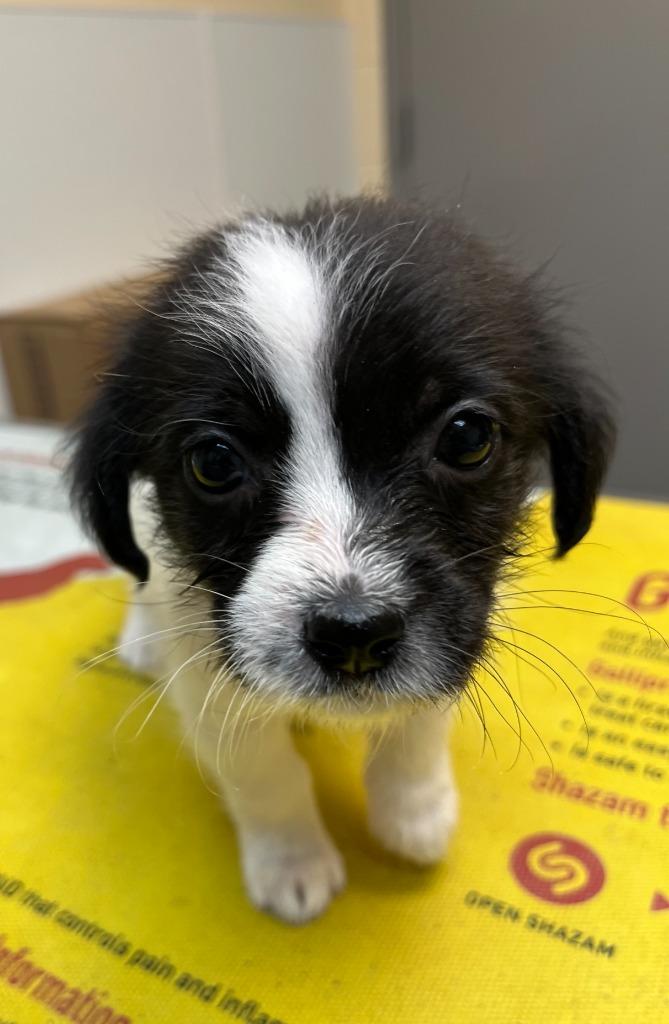 Enlarge Renegade, a Adoptable mixed breed in Clinton, SC image 1/2
