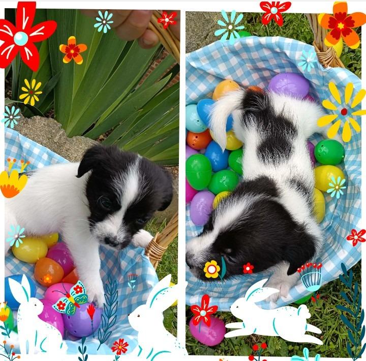 Enlarge Renegade, a Adoptable mixed breed in Clinton, SC image 2/2