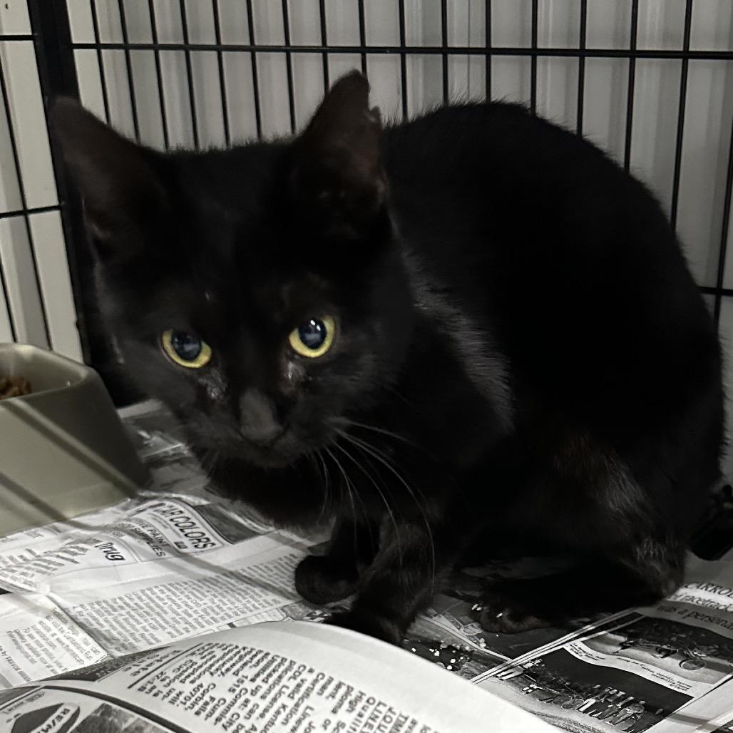 Blackie, Adoptable, Young Female Domestic Short Hair.