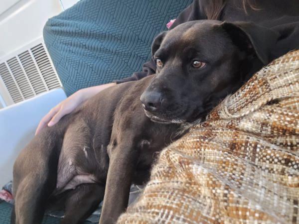 Dolce, Adoptable, Adult Female Labrador Retriever.