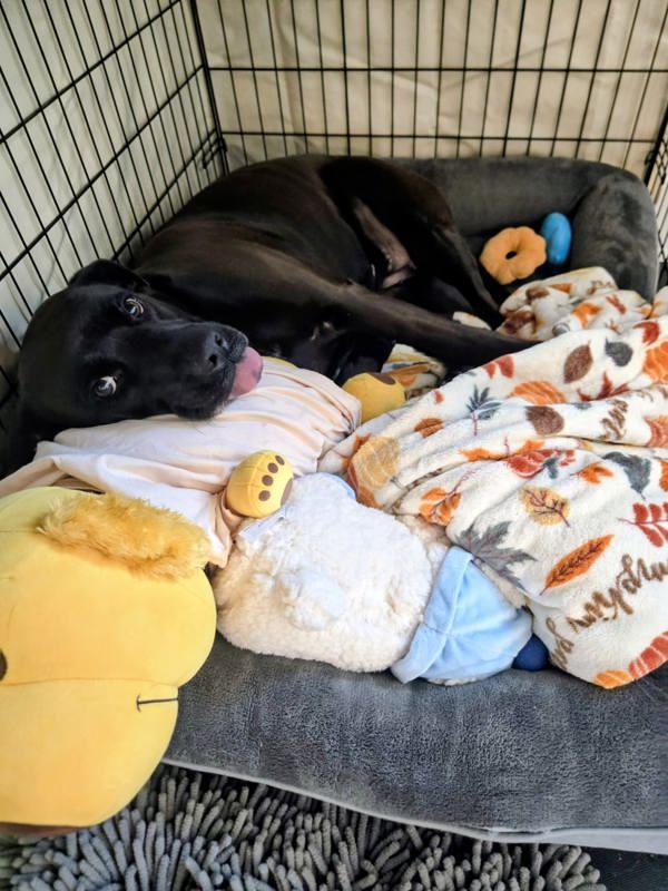 Enlarge Dolce, a Adoptable Labrador Retriever in Austin, TX image 2/6