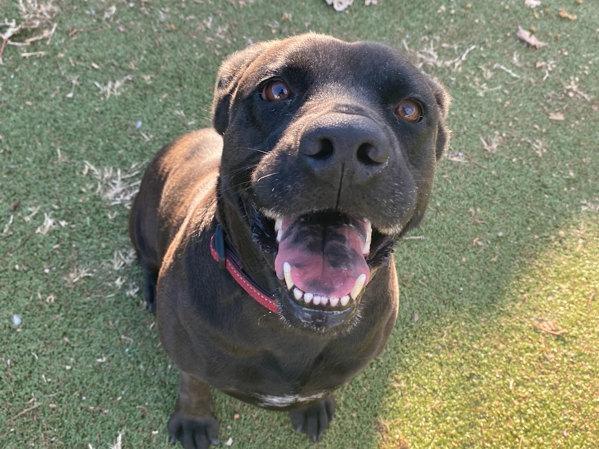 Enlarge Dolce, a Adoptable Labrador Retriever in Austin, TX image 3/6