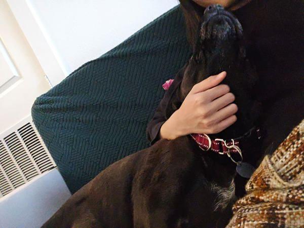 Enlarge Dolce, a Adoptable Labrador Retriever in Austin, TX image 4/6