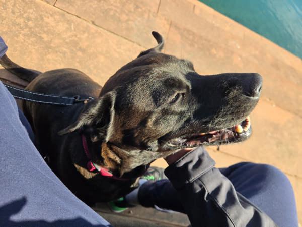 Enlarge Dolce, a Adoptable Labrador Retriever in Austin, TX image 5/6