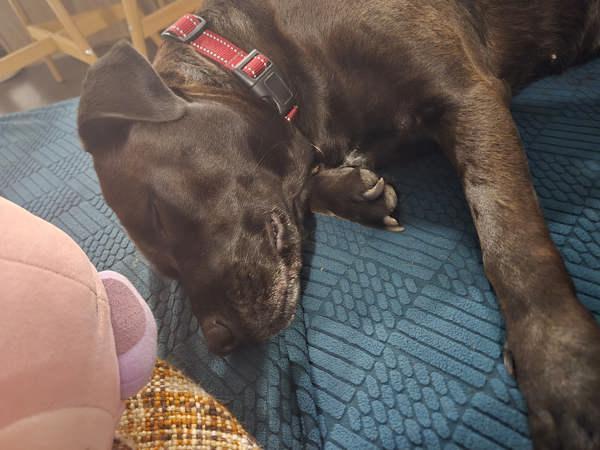 Enlarge Dolce, a Adoptable Labrador Retriever in Austin, TX image 6/6