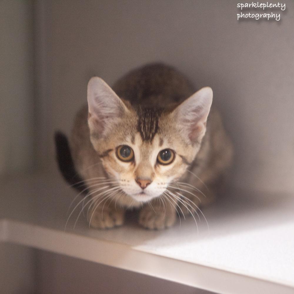 Enlarge Cassidy, an adoptable Domestic Short Hair in Ridgefield, CT image 3/4