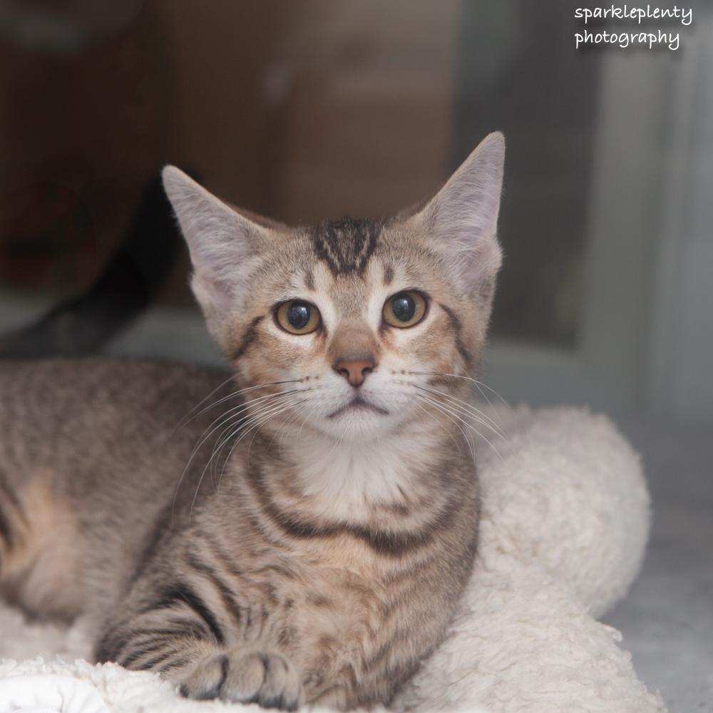 Enlarge Cassidy, an adoptable Domestic Short Hair in Ridgefield, CT image 1/4