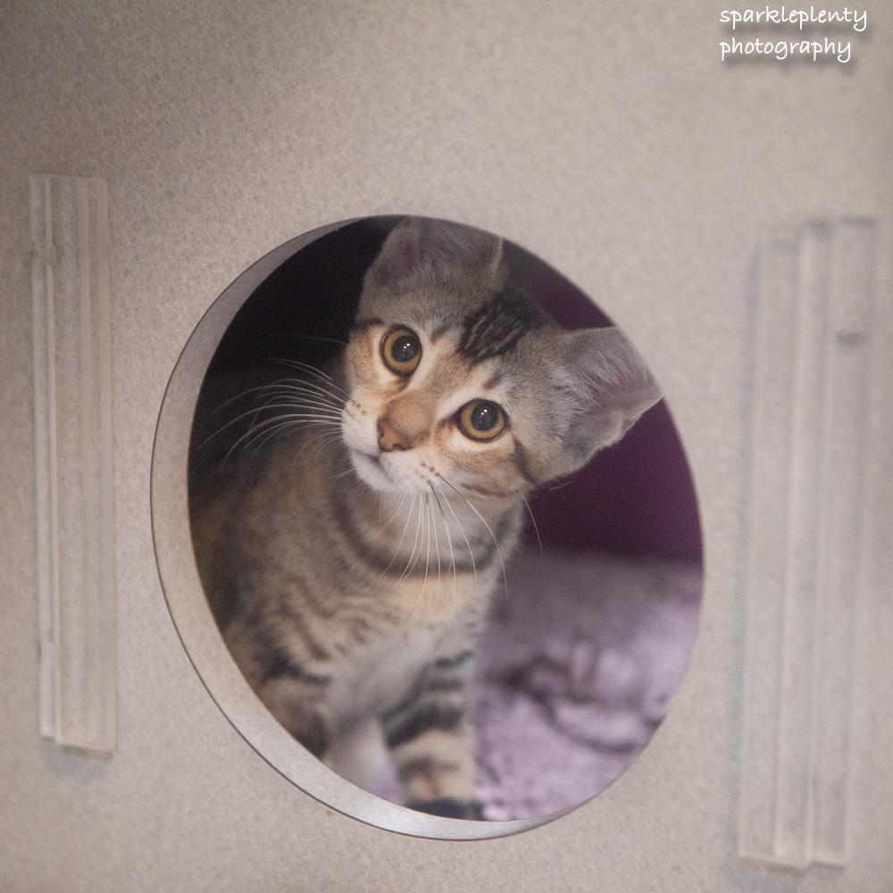 Enlarge Cassidy, an adoptable Domestic Short Hair in Ridgefield, CT image 2/4