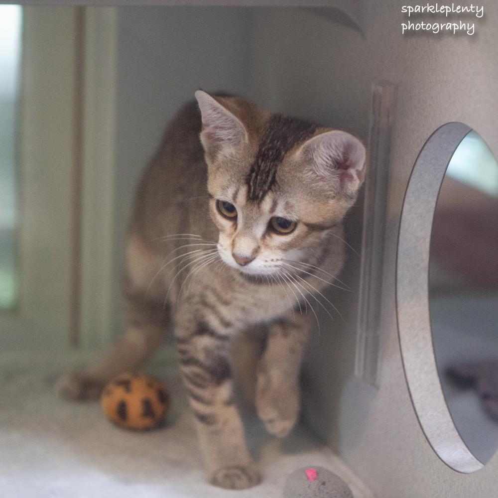Enlarge Cassidy, an adoptable Domestic Short Hair in Ridgefield, CT image 4/4