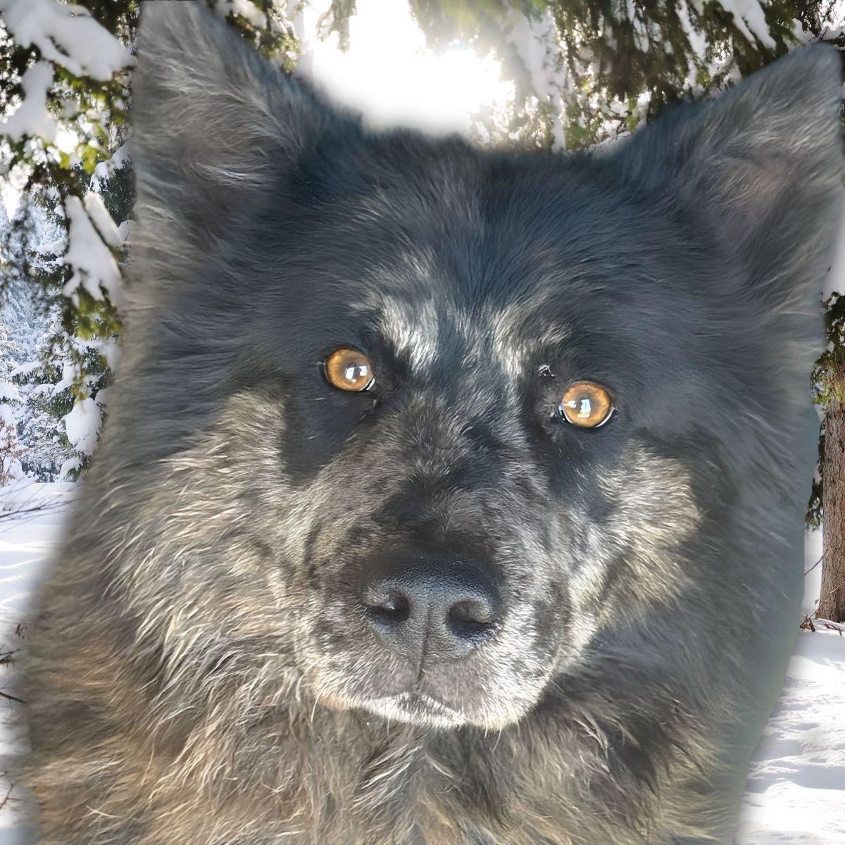 Enlarge Einstein, a Adoptable mixed breed in Kingman, AZ image 1/1