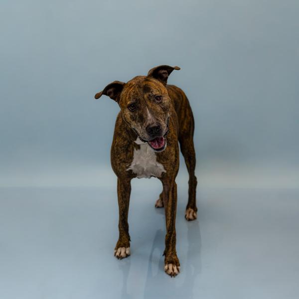 Pen 179c Joe Hw+, Adoptable, Senior Male Pit Bull Terrier.