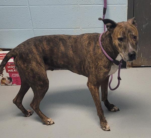 Enlarge Pen 179c Joe Hw+, a Adoptable mixed breed in Lawrenceville, GA image 2/2