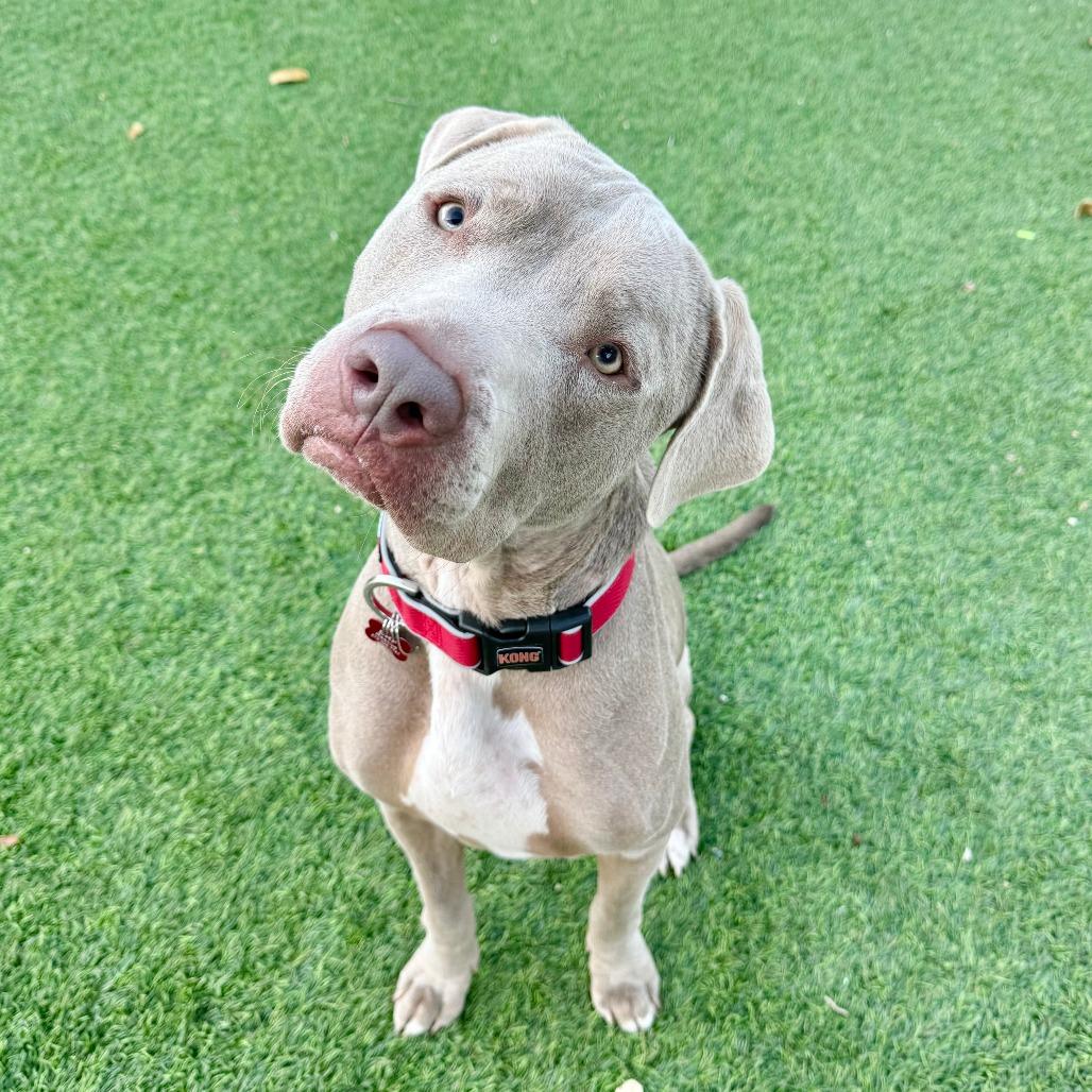 J'onn J'onzz, Adoptable, Adult Male Pit Bull Terrier.