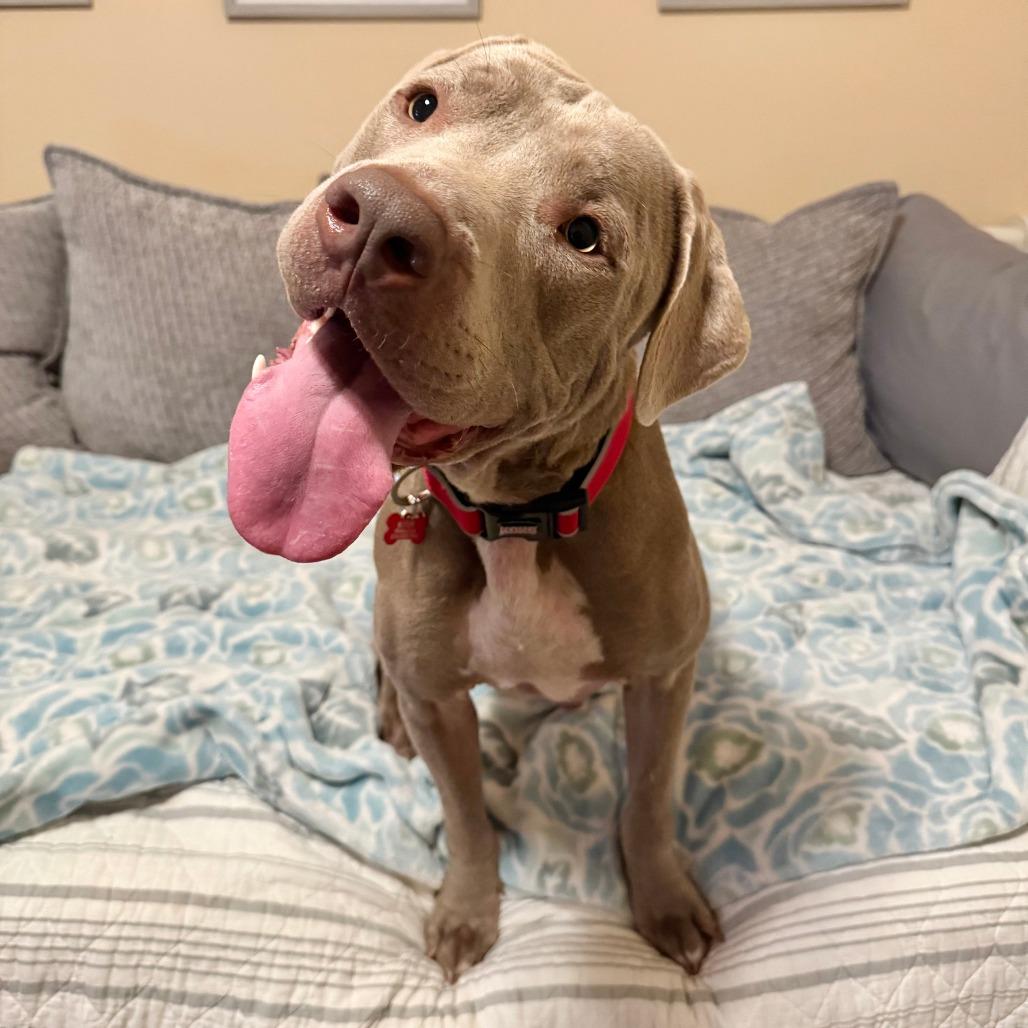 Enlarge J'onn J'onzz, a Adoptable Pit Bull Terrier in Agoura Hills, CA image 2/6