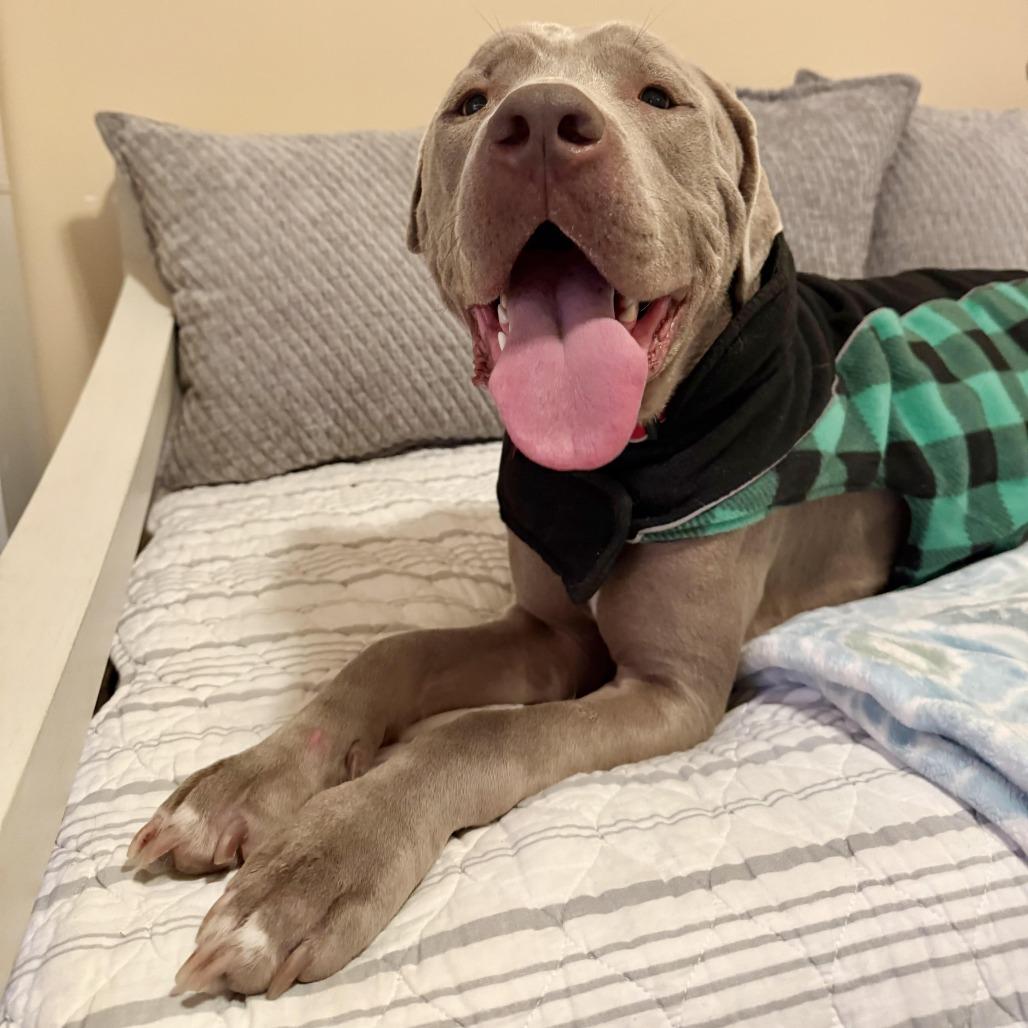 Enlarge J'onn J'onzz, a Adoptable Pit Bull Terrier in Agoura Hills, CA image 3/6