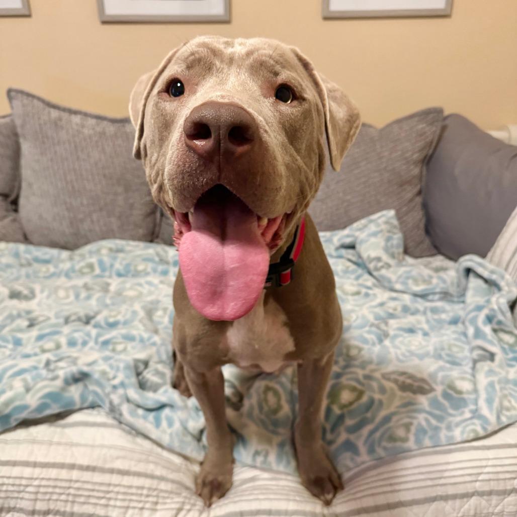 Enlarge J'onn J'onzz, a Adoptable Pit Bull Terrier in Agoura Hills, CA image 4/6