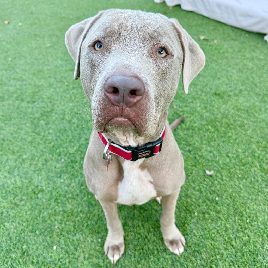 Enlarge J'onn J'onzz, a Adoptable Pit Bull Terrier in Agoura Hills, CA image 5/6