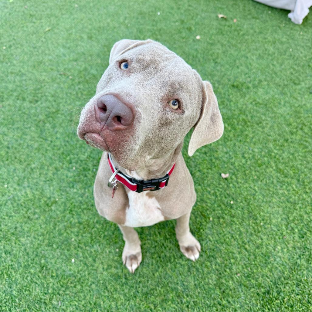 Enlarge J'onn J'onzz, a Adoptable Pit Bull Terrier in Agoura Hills, CA image 6/6