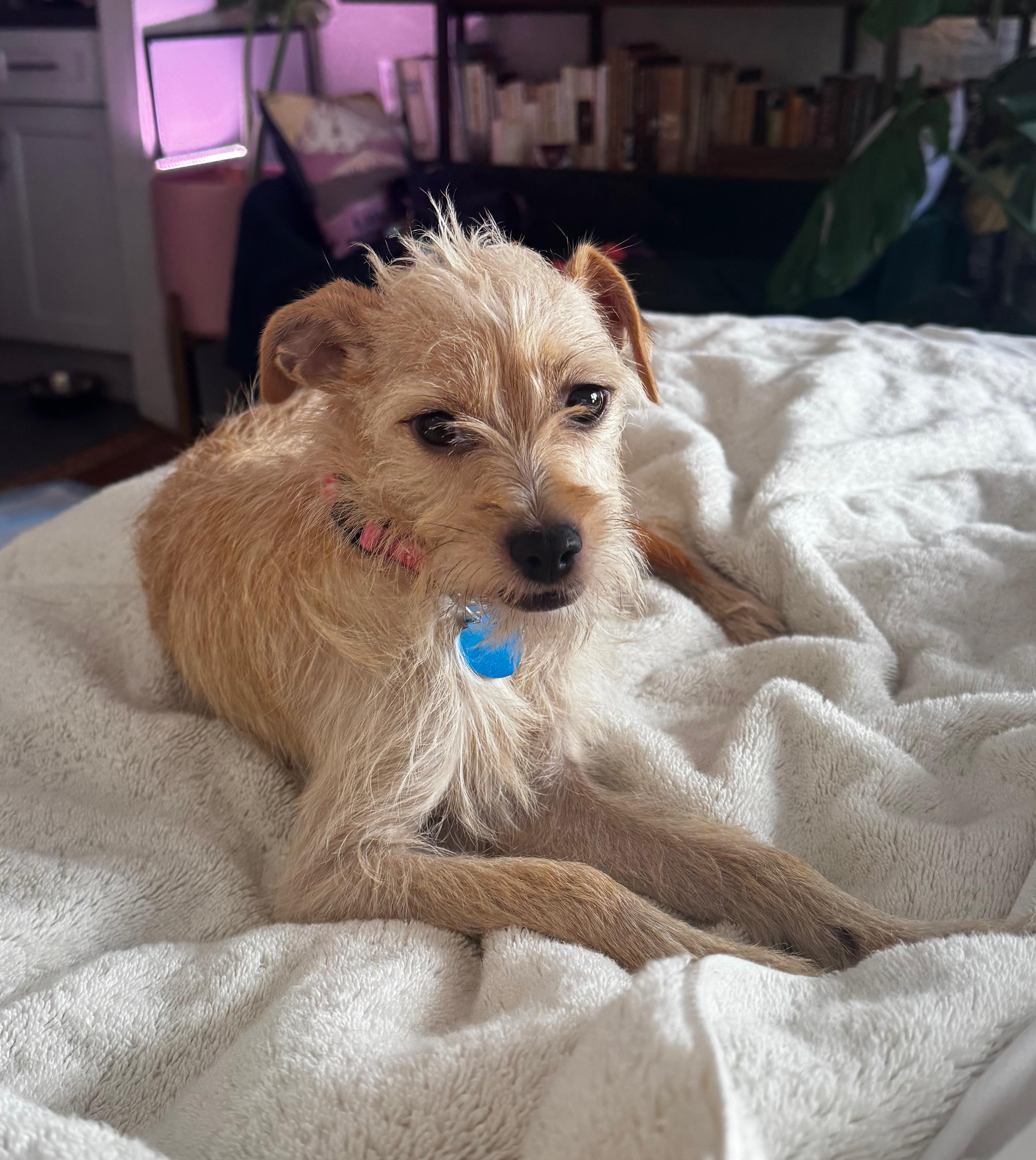 Mia, Adoptable, Young Female Terrier & Whippet.