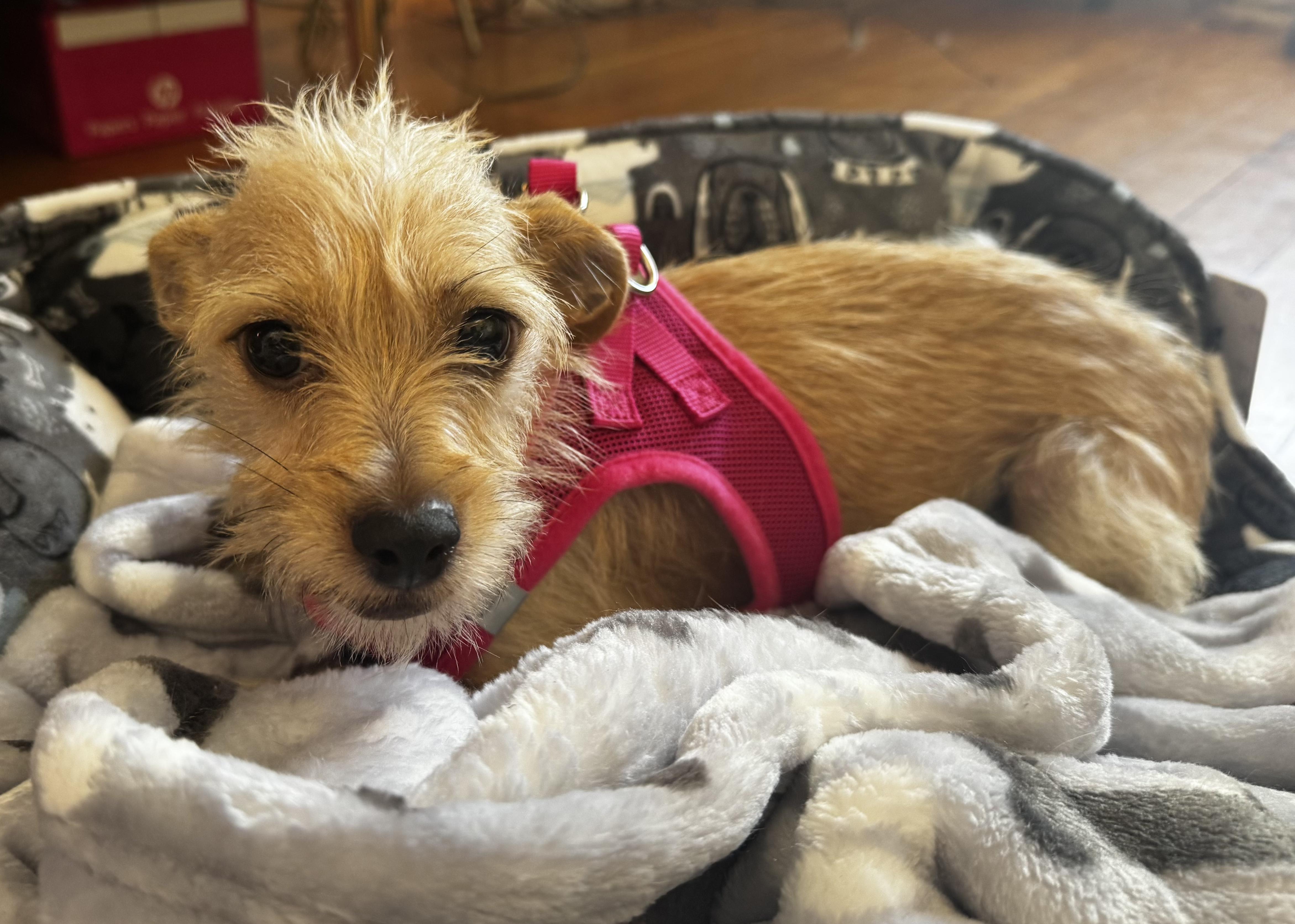 Enlarge Mia, a Adoptable mixed breed in Westlake Village, CA image 5/6