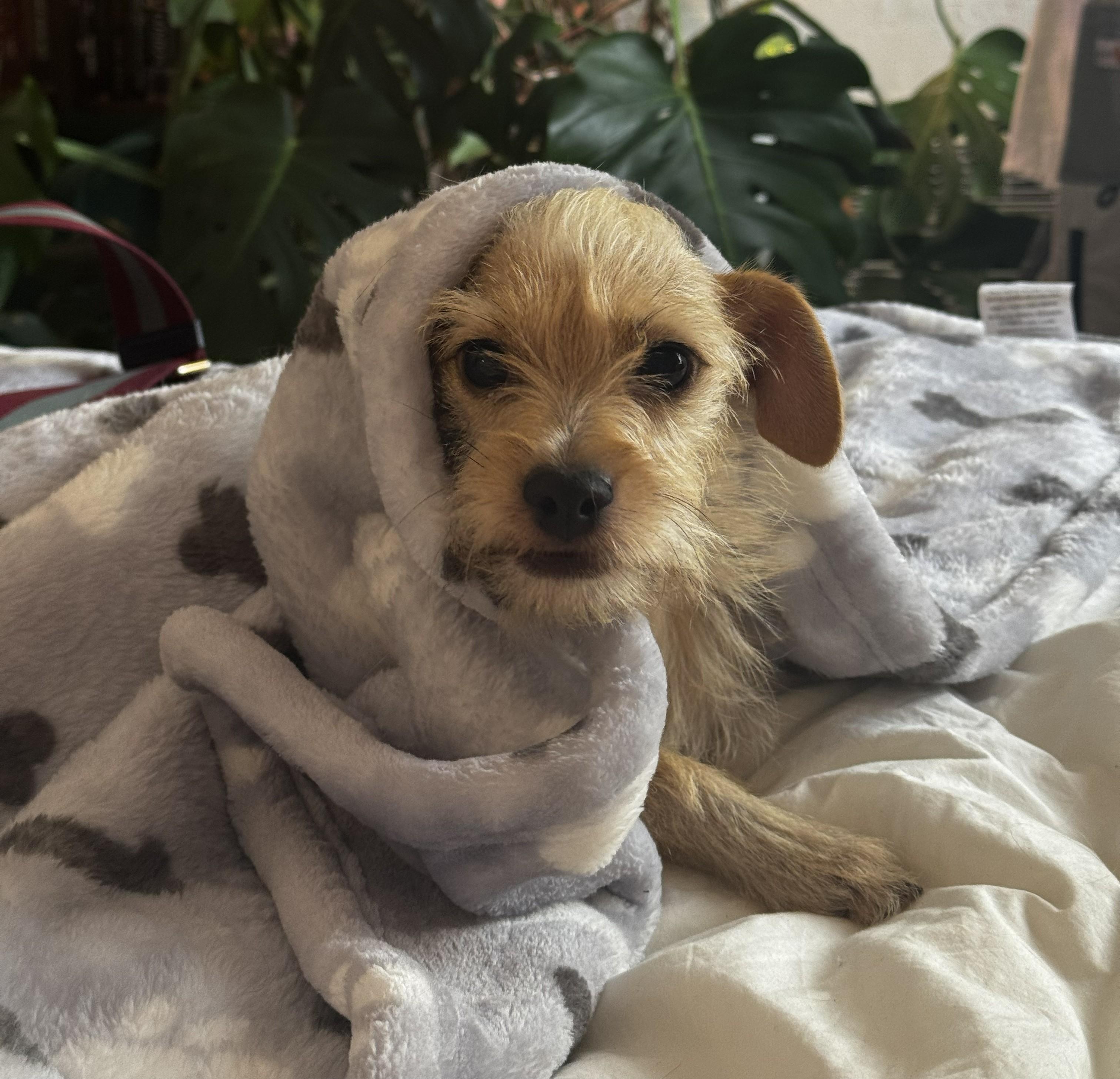 Enlarge Mia, a Adoptable mixed breed in Westlake Village, CA image 6/6
