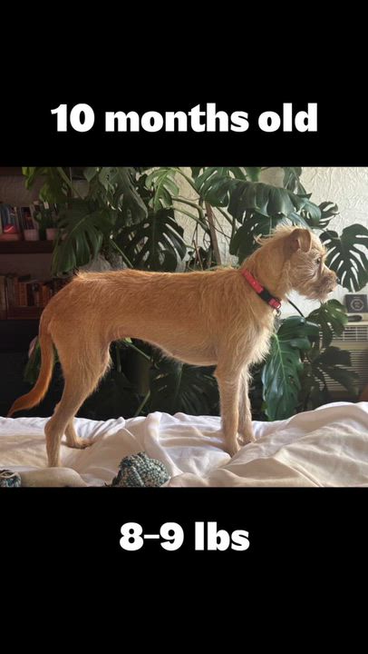 Enlarge Mia, a Adoptable mixed breed in Westlake Village, CA video 3/6