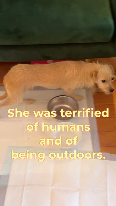 Enlarge Mia, a Adoptable mixed breed in Westlake Village, CA video 2/6