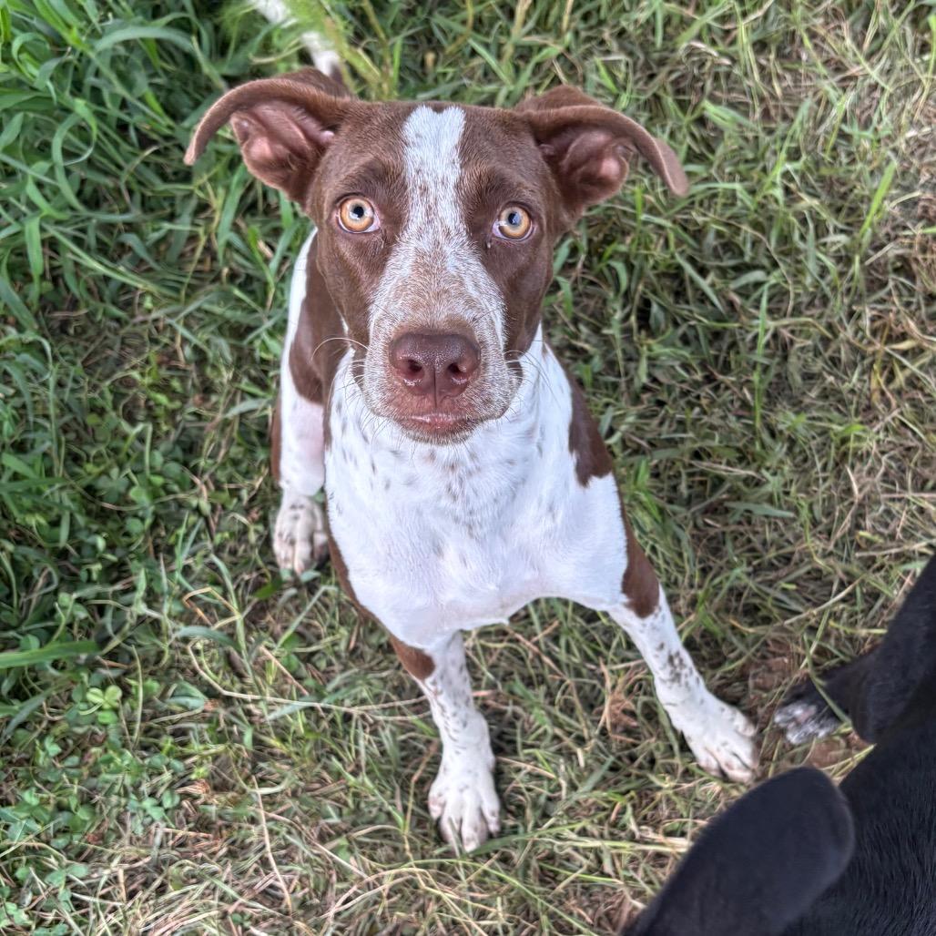 Lizzie, Adoptable, Young Female German Shorthaired Pointer.