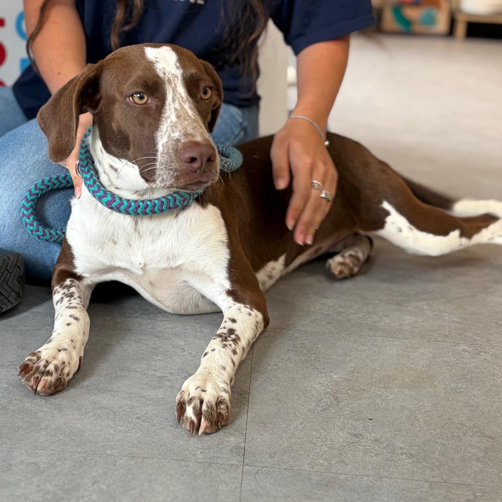 Lizzie, a Adoptable German Shorthaired Pointer in Morrisville, VT image 2/6