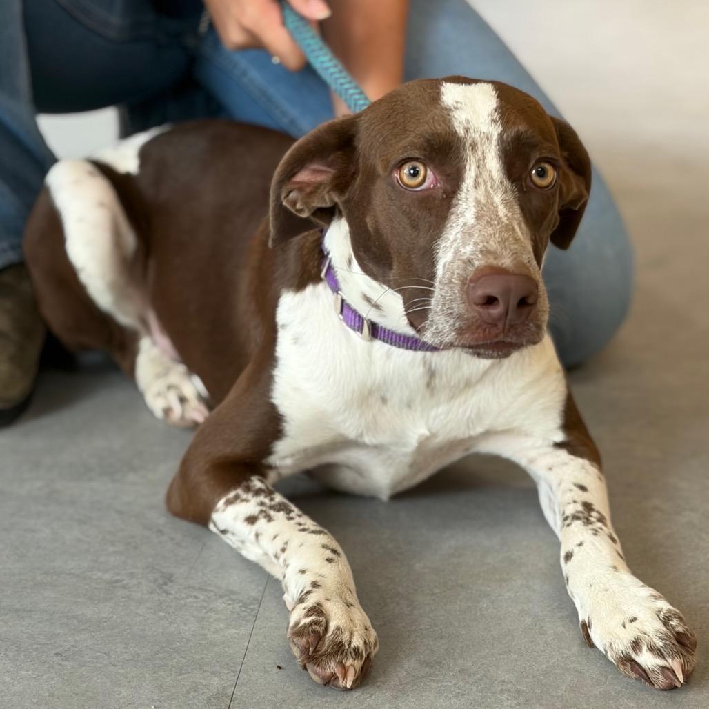 Lizzie, a Adoptable German Shorthaired Pointer in Morrisville, VT image 3/6