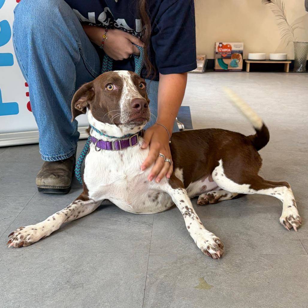 Lizzie, a Adoptable German Shorthaired Pointer in Morrisville, VT image 5/6