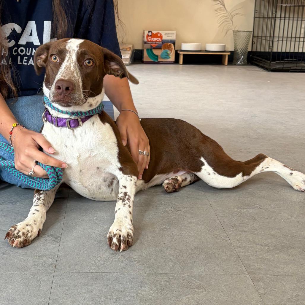 Lizzie, a Adoptable German Shorthaired Pointer in Morrisville, VT image 6/6