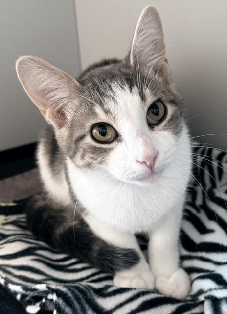 Angus, ADOPTABLE, Young Male Domestic Short Hair.