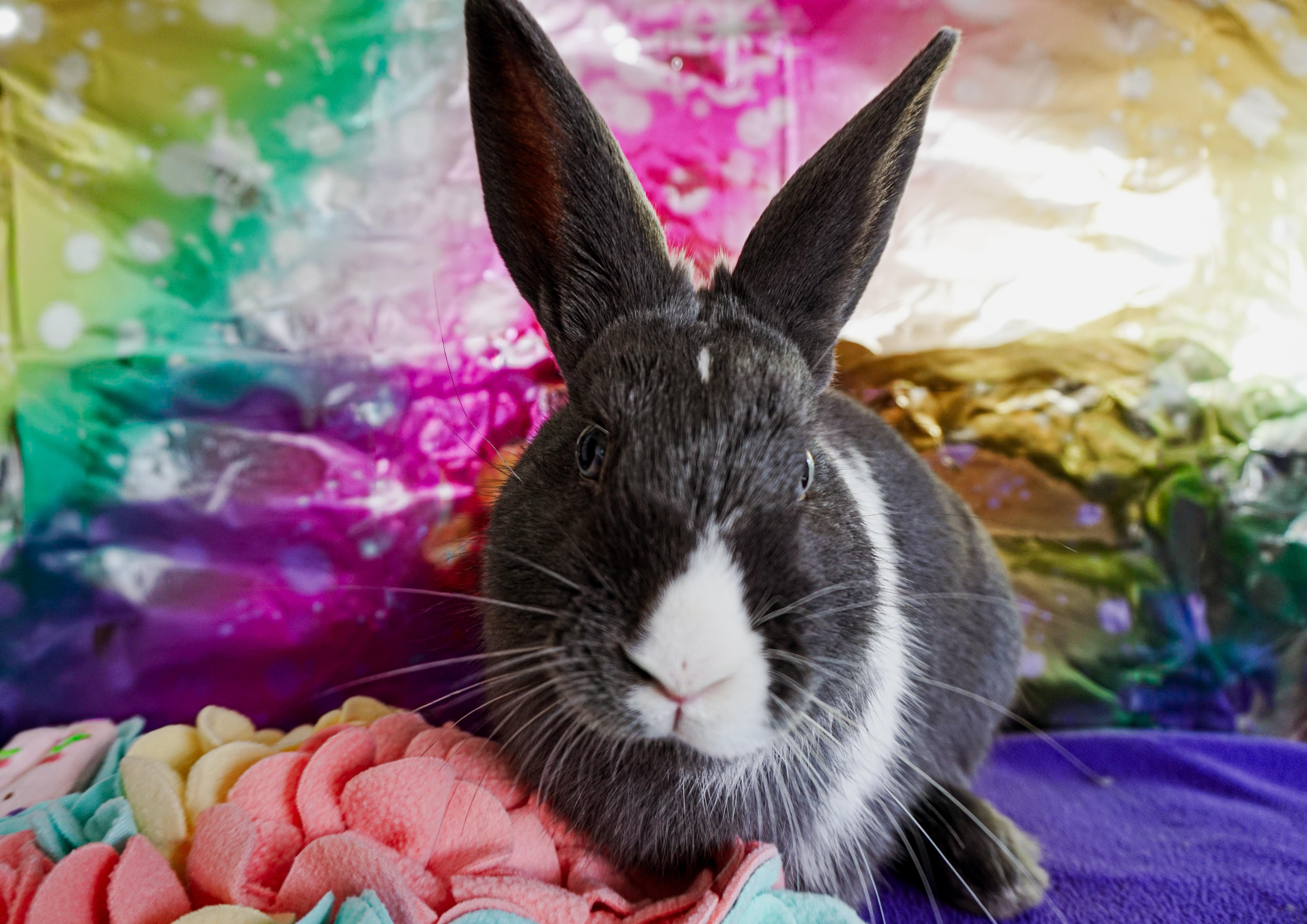 Enlarge Soap, an adopted Bunny Rabbit in Long Beach, CA image 2/4
