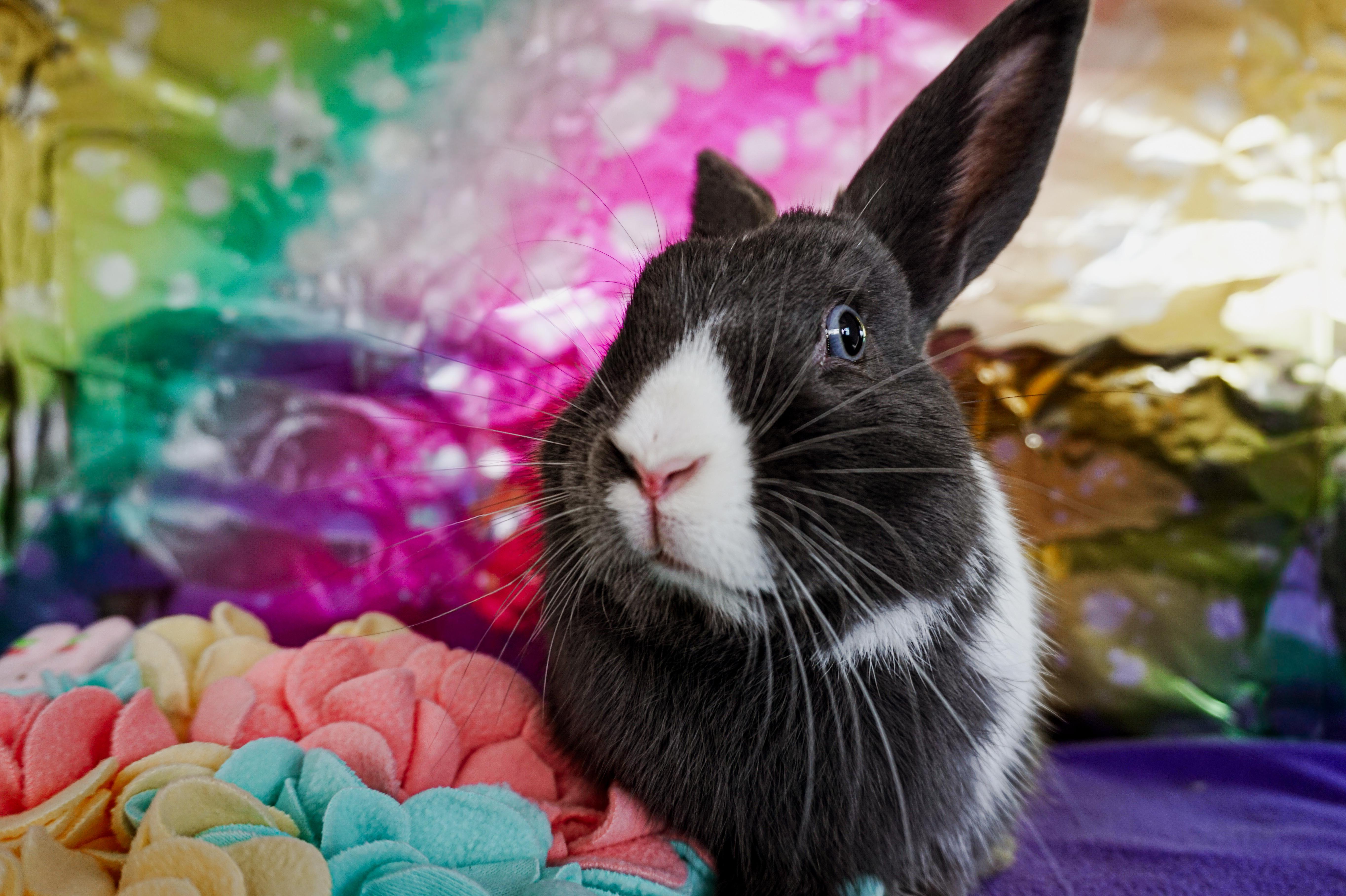 Enlarge Soap, an adopted Bunny Rabbit in Long Beach, CA image 4/4
