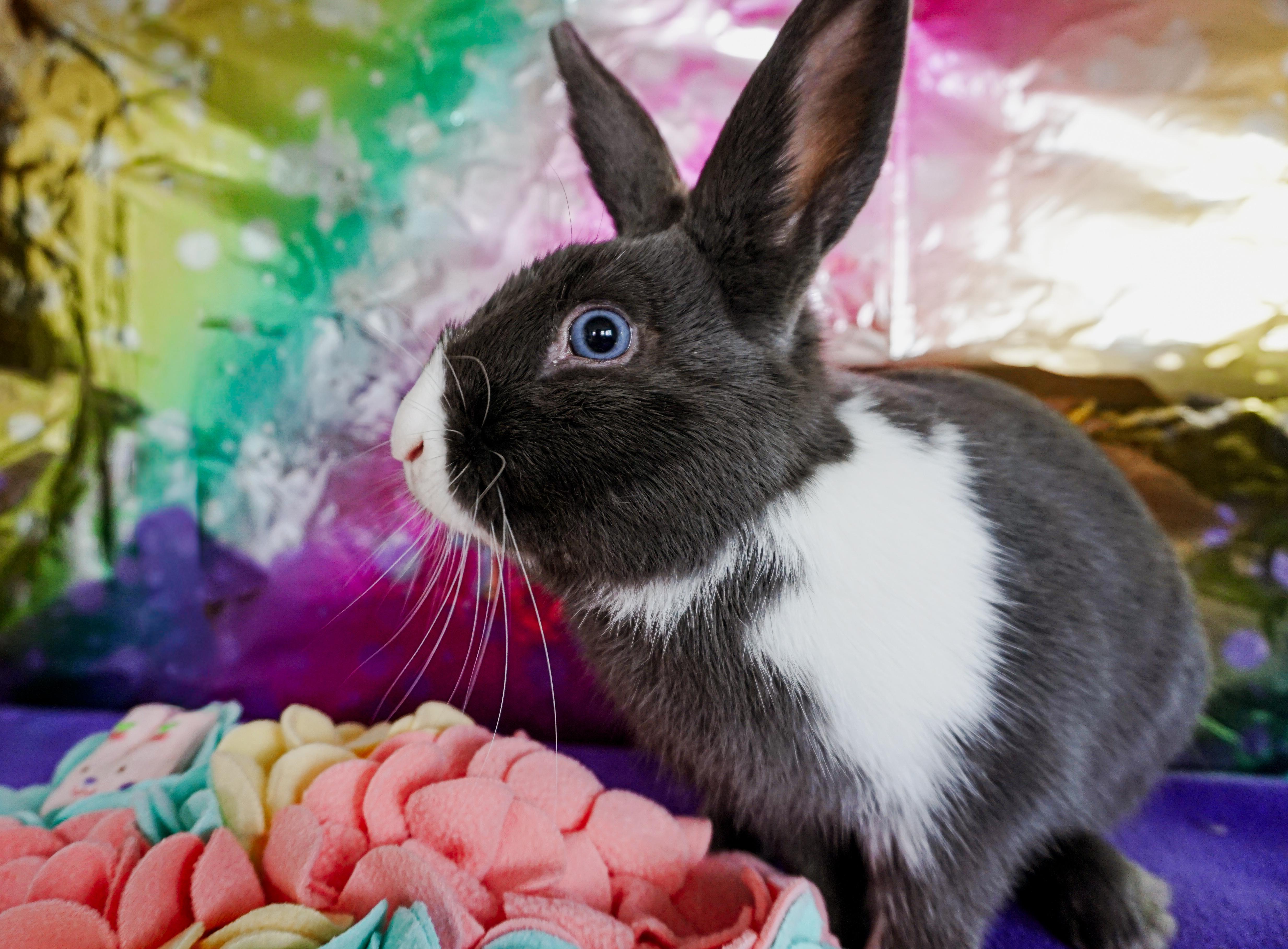 Enlarge Soap, an adopted Bunny Rabbit in Long Beach, CA image 3/4