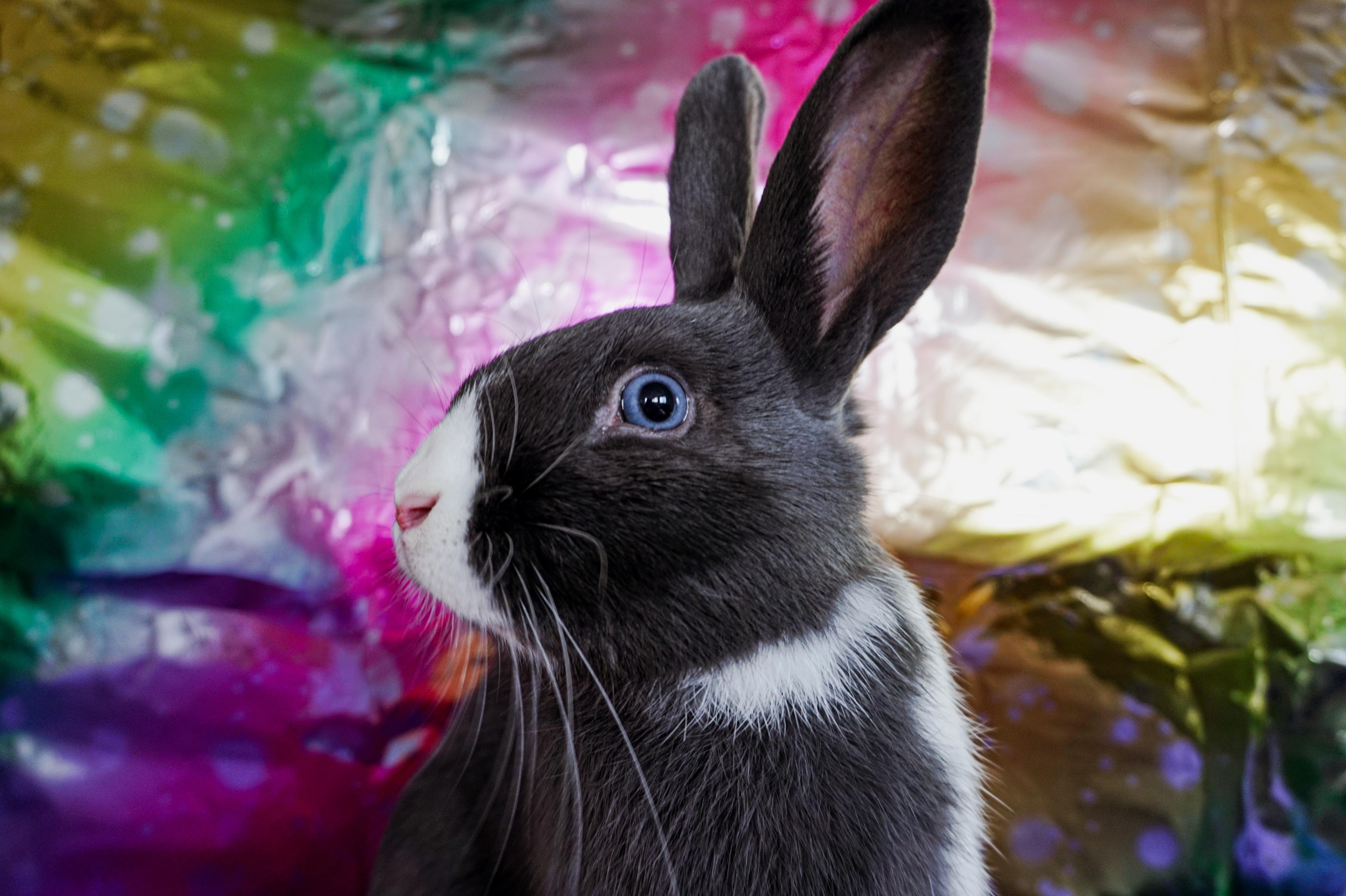 Soap, adopted, Young Male Bunny Rabbit.