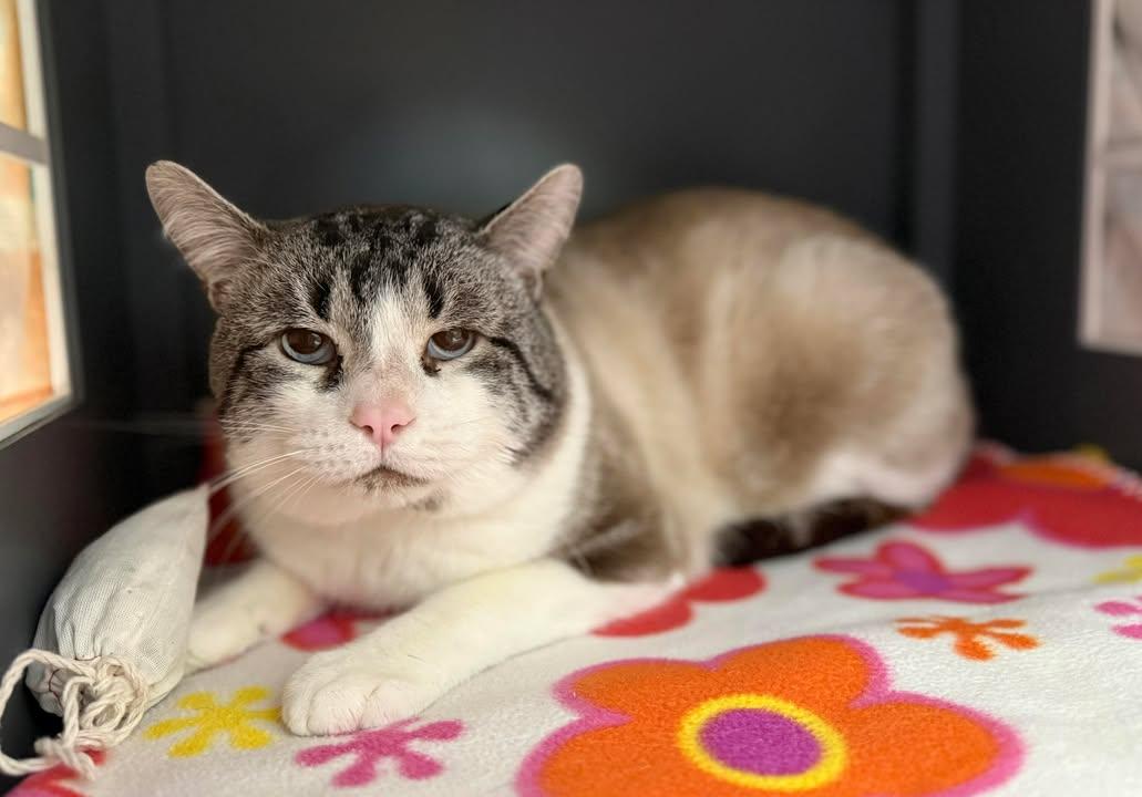 Enlarge Snowshoe Tom, a Adoptable mixed breed in Keswick, ON image 1/1