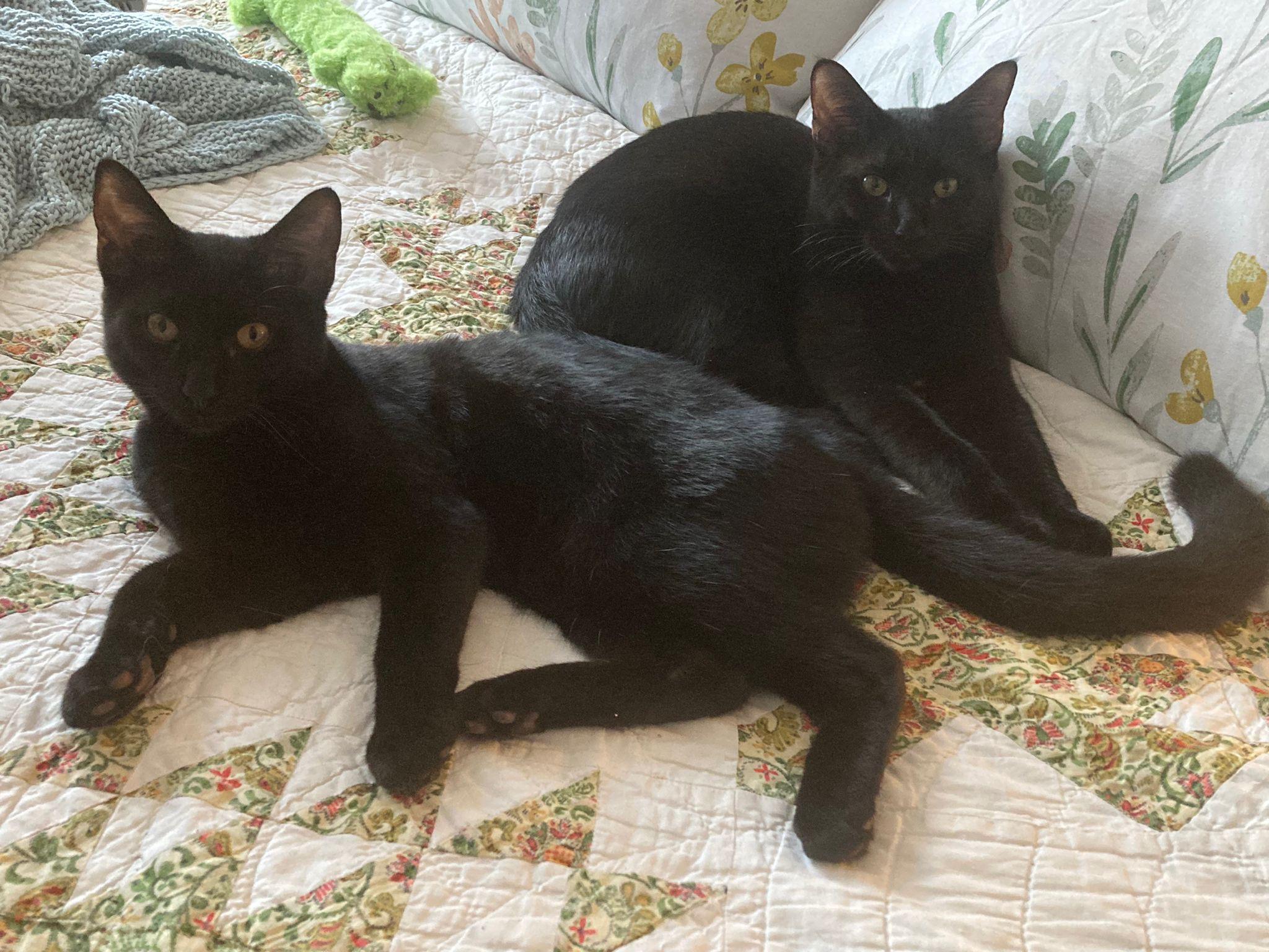 Mozart and Amadeus (bonded pair), ADOPTABLE, Young Male Domestic Short Hair.