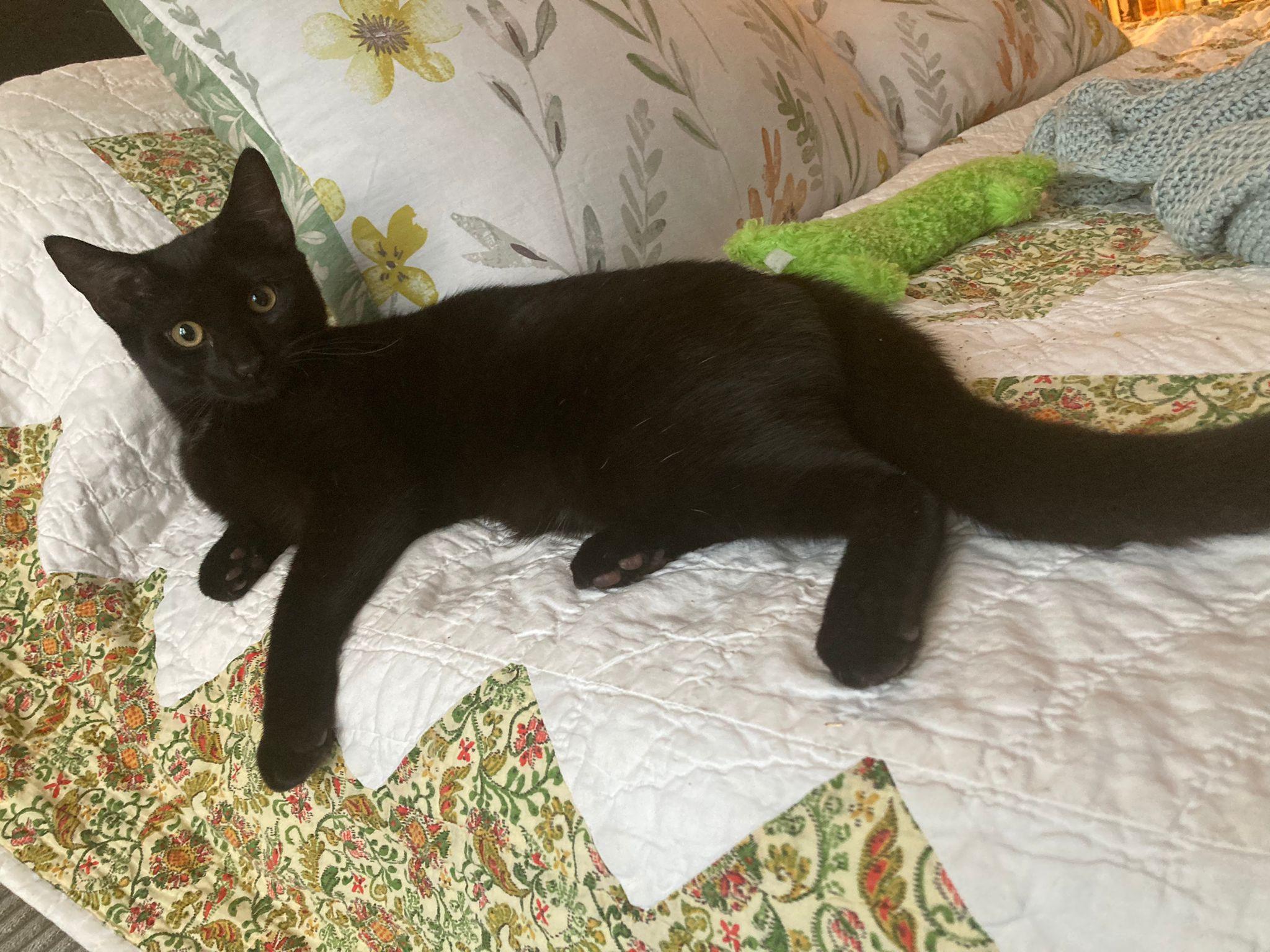 Enlarge Mozart and Amadeus (bonded pair), a ADOPTABLE Domestic Short Hair in New York, NY image 4/6