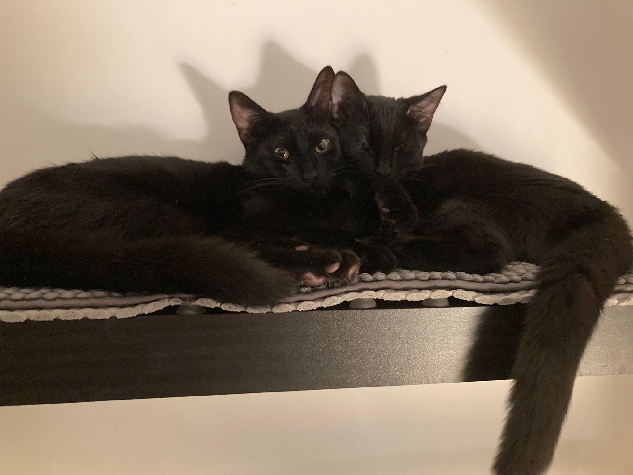 Enlarge Mozart and Amadeus (bonded pair), a ADOPTABLE Domestic Short Hair in New York, NY image 1/6