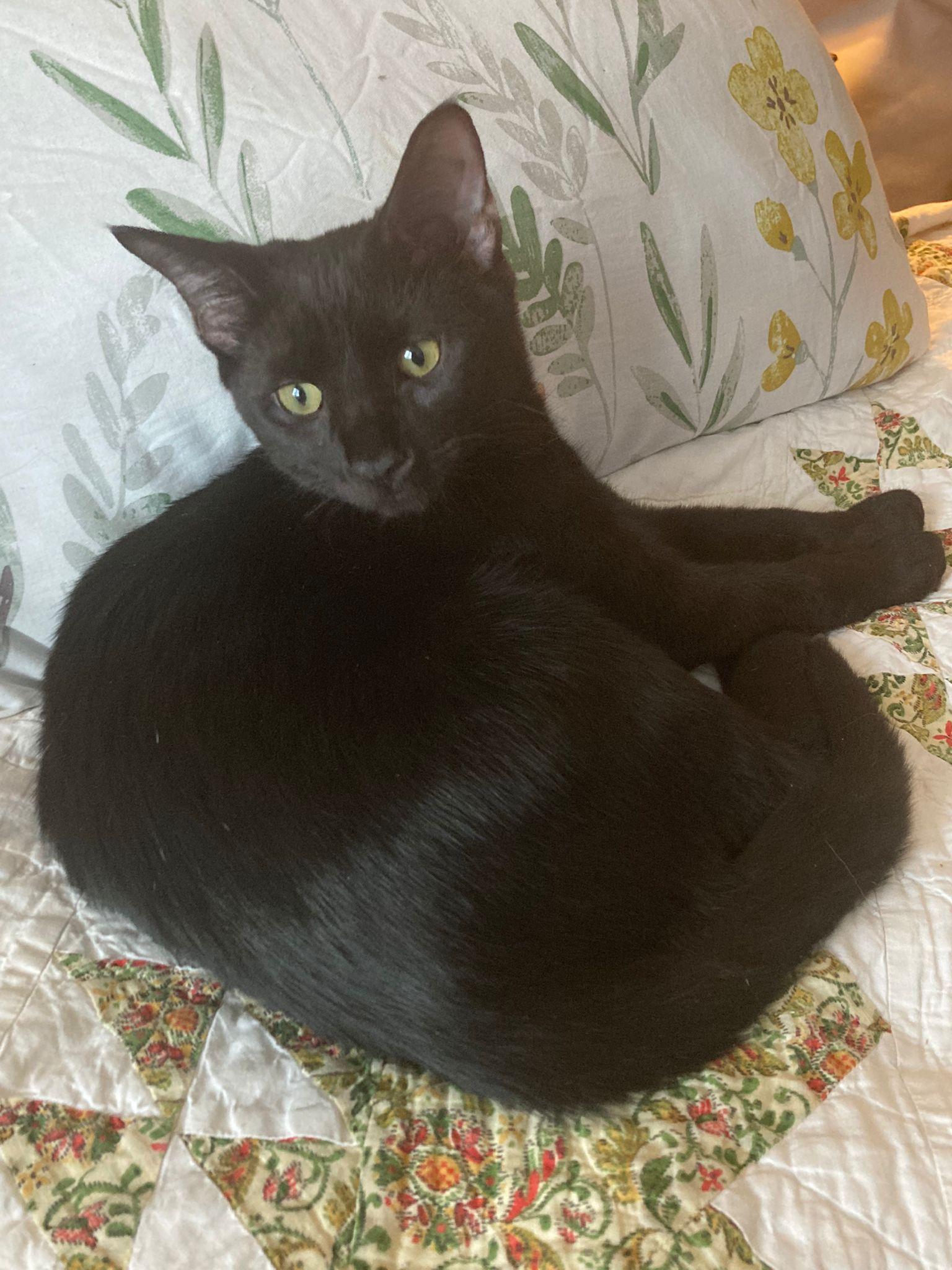 Enlarge Mozart and Amadeus (bonded pair), a ADOPTABLE Domestic Short Hair in New York, NY image 5/6