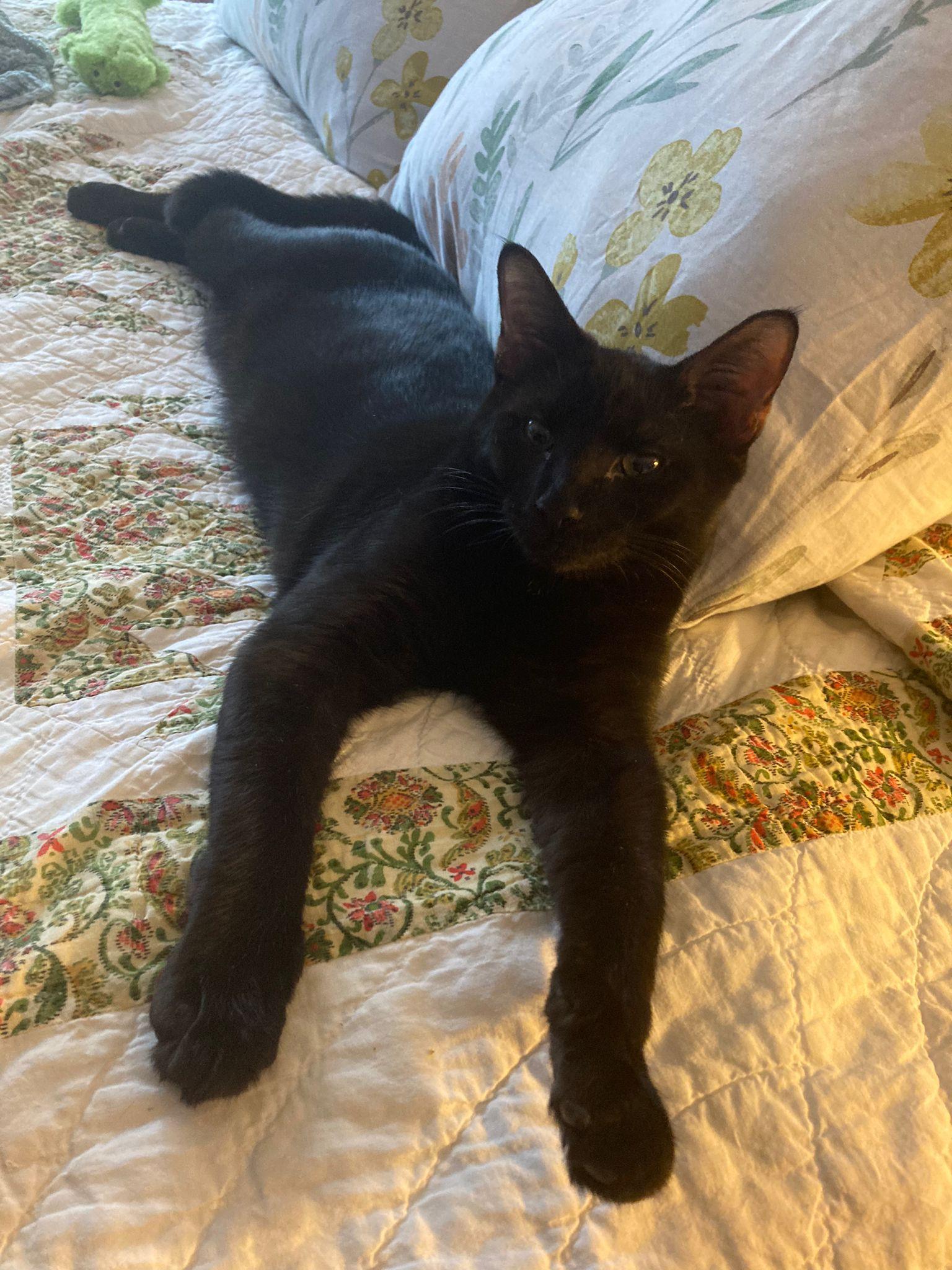 Enlarge Mozart and Amadeus (bonded pair), a ADOPTABLE Domestic Short Hair in New York, NY image 6/6