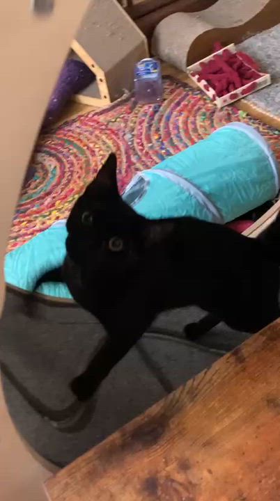 Enlarge Mozart and Amadeus (bonded pair), a ADOPTABLE Domestic Short Hair in New York, NY video 2/6