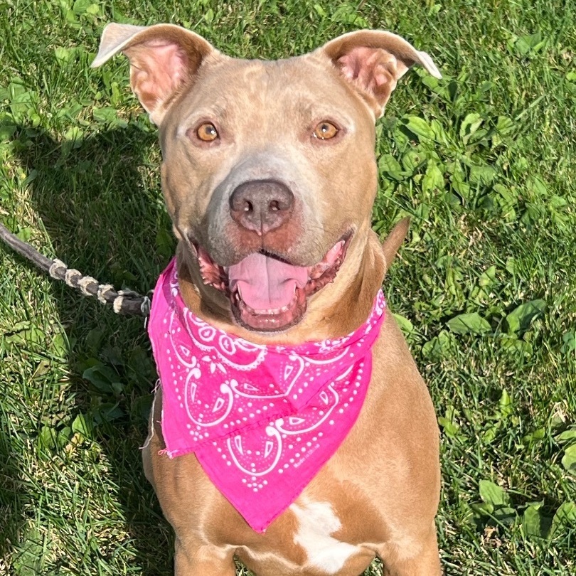 Enlarge Lady, a Adoptable mixed breed in Sault Sainte Marie, MI image 1/2