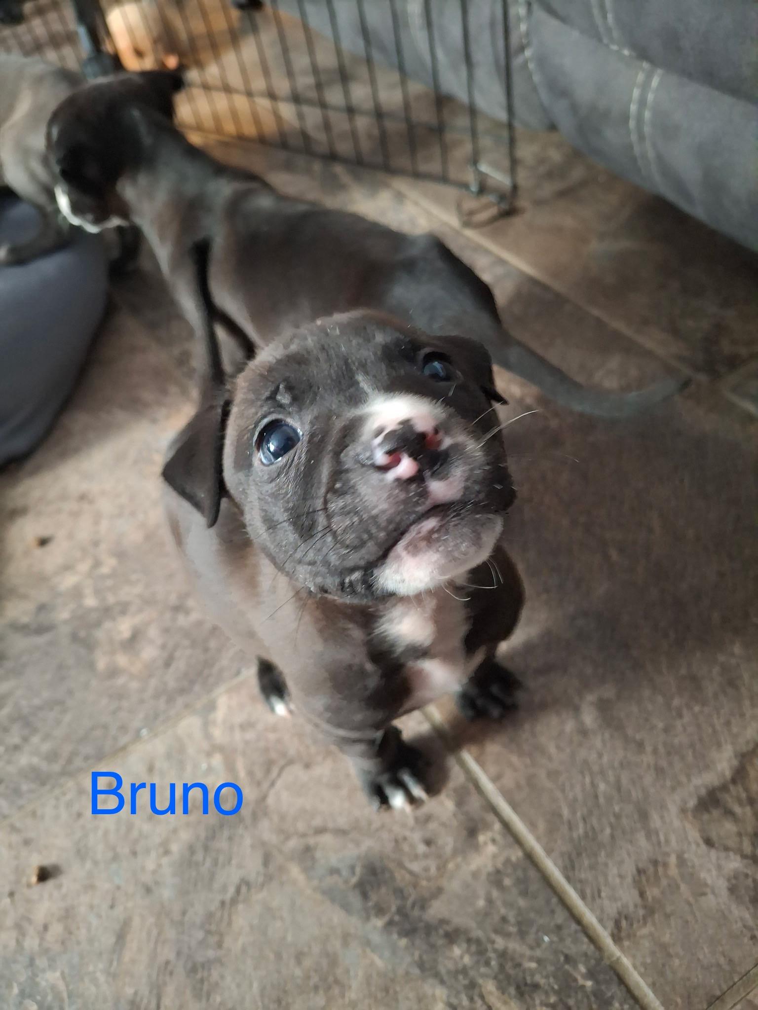 Enlarge Bruno, a ADOPTABLE mixed breed in Davisburg, MI image 1/1