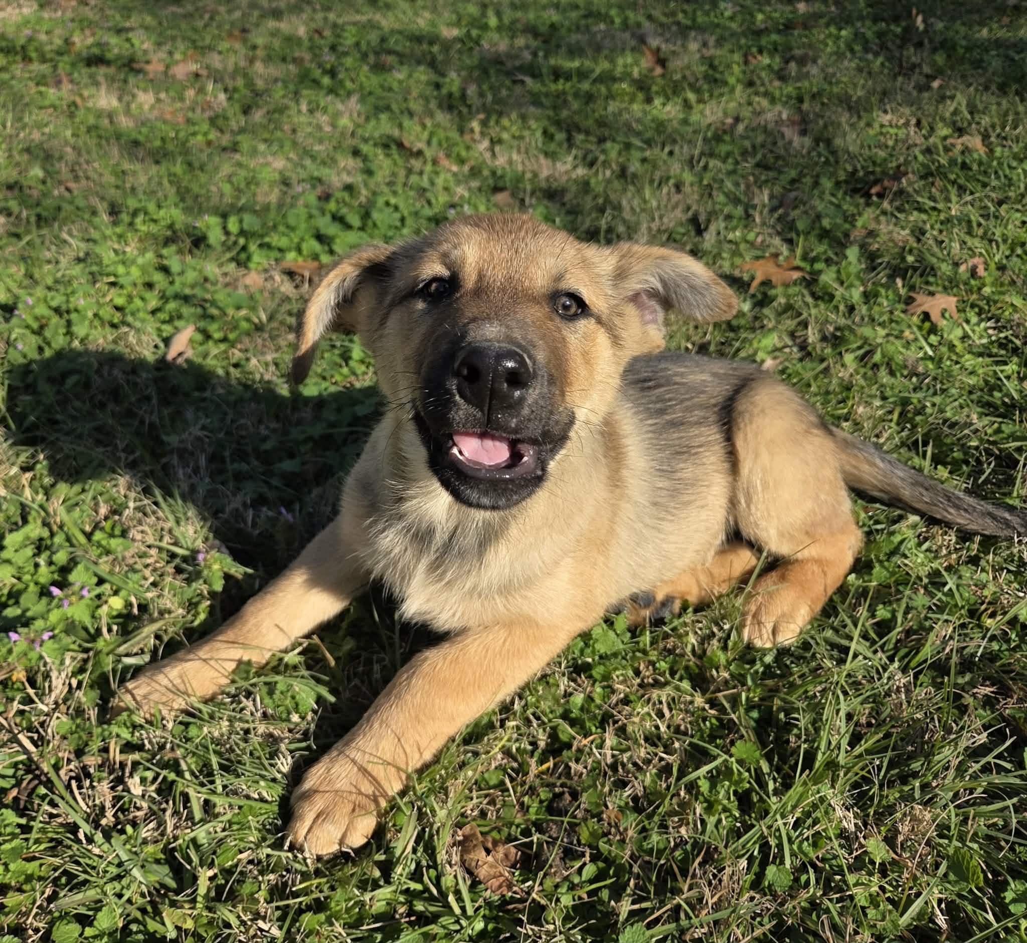 Apollo, Adoptable, Puppy Male German Shepherd Dog & Husky.