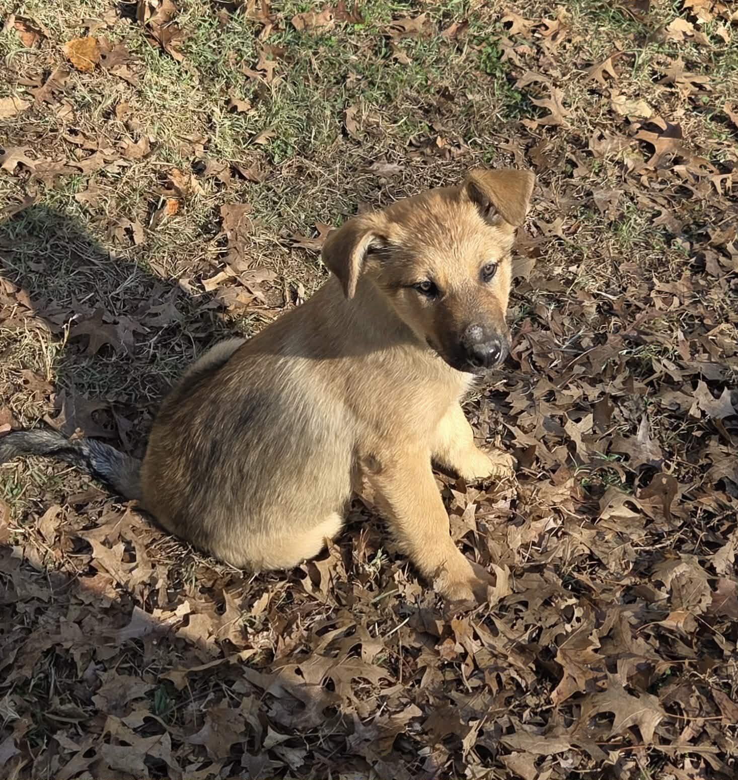 Apollo, a Adoptable mixed breed in Chepachet, RI image 2/5