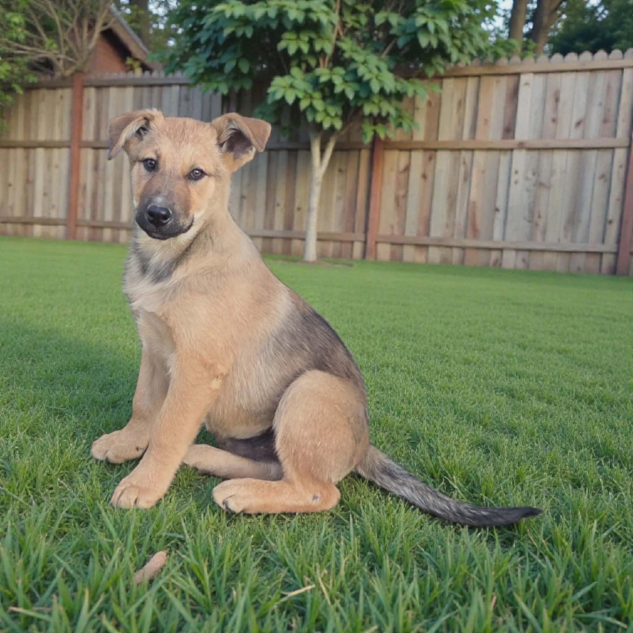 Apollo, a Adoptable mixed breed in Chepachet, RI image 3/5